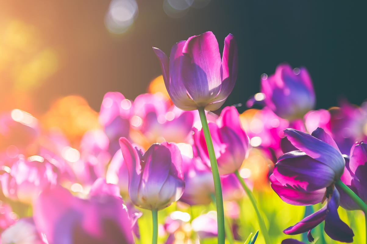 Nouveau programme sur Lespignan !