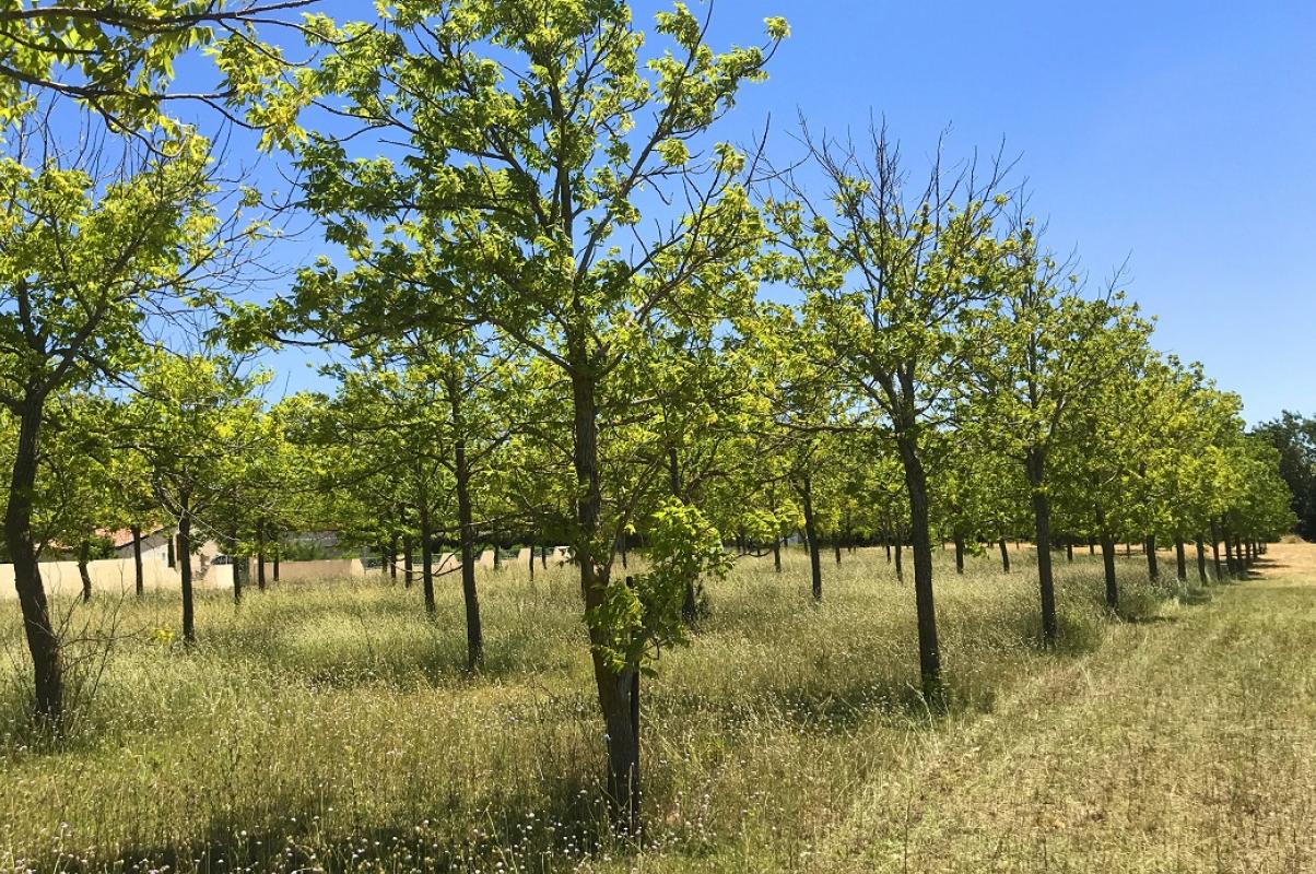 Lancement commercial ! Découvrez nos terrains d\'exception à Villegailhenc 