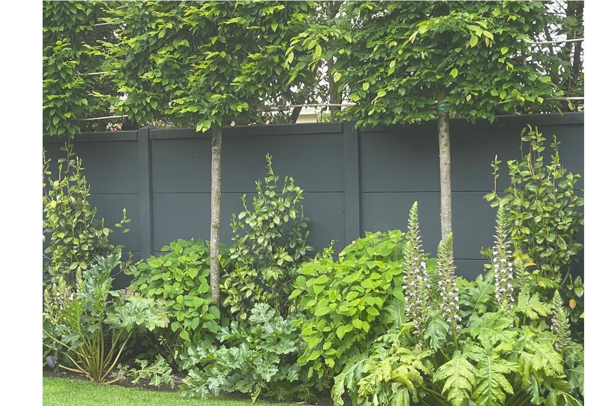 se-proteger-du-vis-a-vis-quels-sont-les-arbres-et-arbustes-qui-poussent-vite