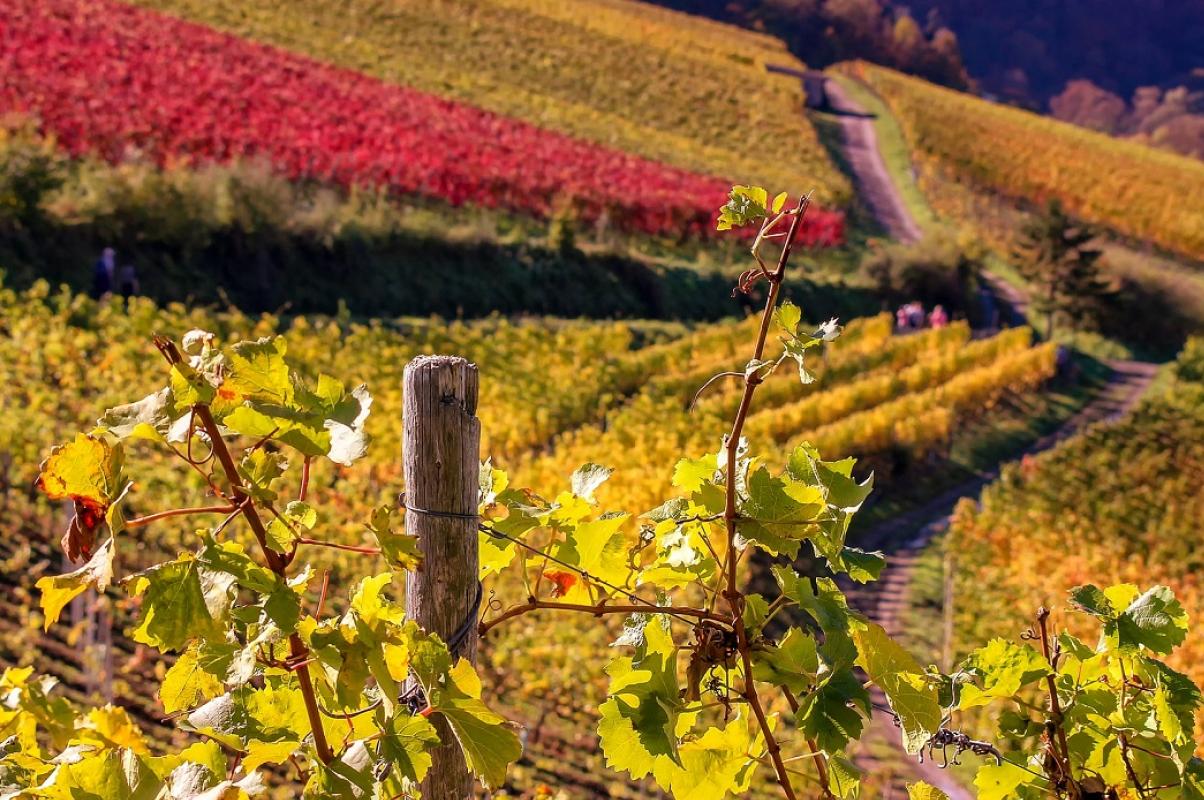 decouvrez-les-champs-rouges-notre-nouveau-programme-a-thezan-les-beziers