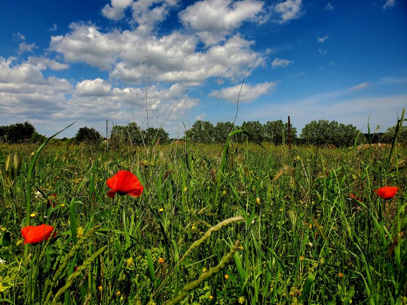 photo LE PUECH ALIGNE