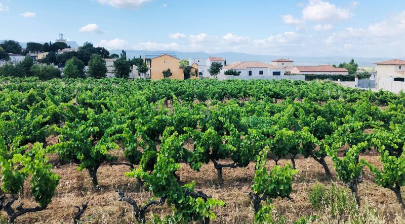 photo LA VIGNE ROUGE