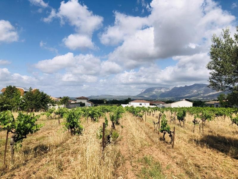 photo LA VIGNE ROUGE