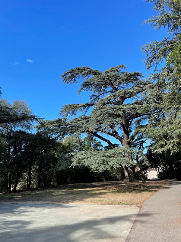 photo L'OREE DU BOIS